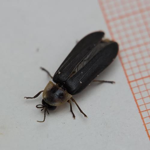 Lampyris sp.